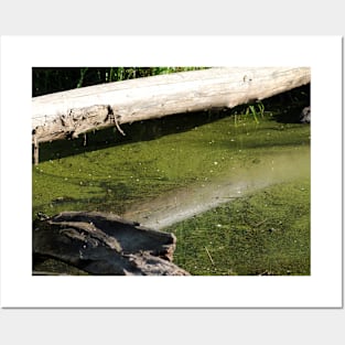 find the frogs, Trojan pond, near Goble, Oregon Posters and Art